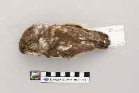 Aegolius acadicus image