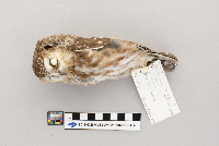 Aegolius acadicus image
