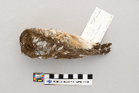 Aegolius acadicus image