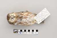 Aegolius acadicus image