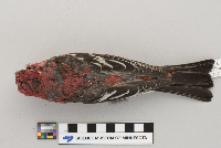 Pinicola enucleator image