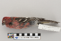 Pinicola enucleator image