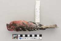 Pinicola enucleator image