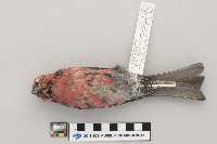 Pinicola enucleator image