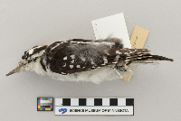 Picoides villosus image