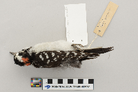 Picoides villosus image