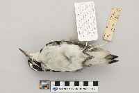 Picoides villosus image