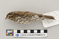 Carpodacus purpureus image