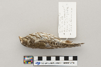 Carpodacus purpureus image