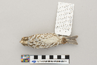 Carpodacus purpureus image