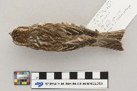 Carpodacus purpureus image