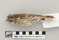 Carpodacus purpureus image