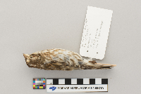 Carpodacus purpureus image