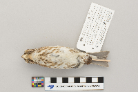 Carpodacus purpureus image