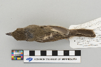 Euphagus carolinus image