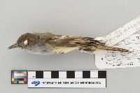 Euphagus carolinus image