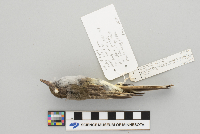 Euphagus carolinus image