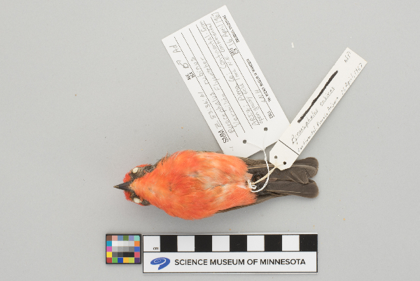 Pyrocephalus rubinus image