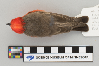 Pyrocephalus rubinus image