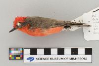 Pyrocephalus rubinus image