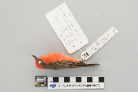 Pyrocephalus rubinus image