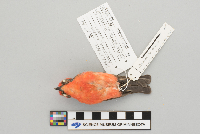 Media resource of Pyrocephalus rubinus