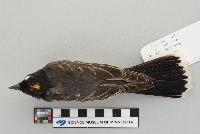 Tyrannus tyrannus image