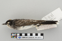 Tyrannus tyrannus image
