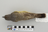 Tyrannus vociferans image