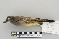 Tyrannus vociferans image