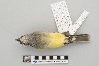 Media resource of Tyrannus vociferans