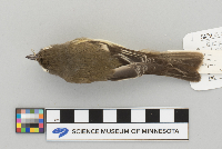 Empidonax minimus image