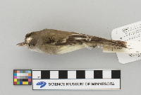 Empidonax minimus image