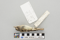 Empidonax minimus image