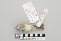 Empidonax minimus image