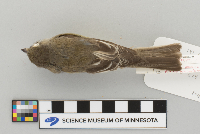 Empidonax minimus image