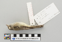 Empidonax minimus image
