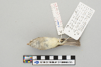 Empidonax minimus image