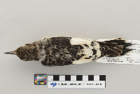 Melanerpes erythrocephalus image