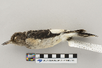 Melanerpes erythrocephalus image