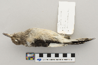 Melanerpes erythrocephalus image