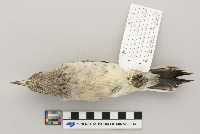 Melanerpes erythrocephalus image