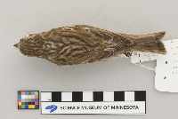 Carpodacus purpureus image