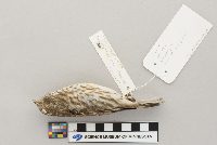 Carpodacus purpureus image