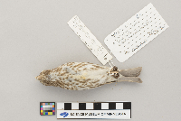 Carpodacus purpureus image