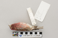 Carpodacus purpureus image