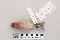 Carpodacus purpureus image