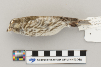 Carpodacus purpureus image