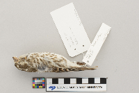 Carpodacus purpureus image