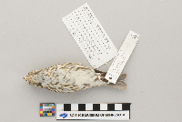 Carpodacus purpureus image